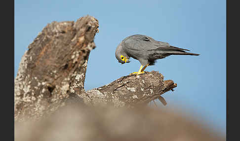 Graufalke (Falco ardosiaceus)