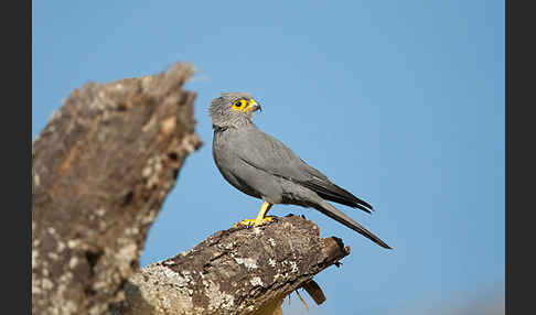 Graufalke (Falco ardosiaceus)