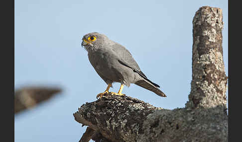 Graufalke (Falco ardosiaceus)