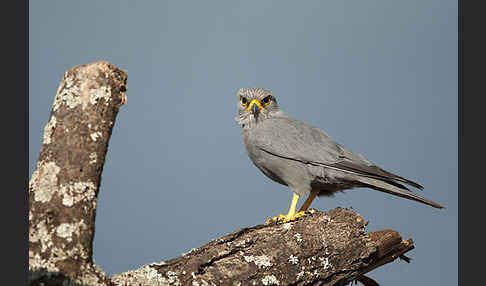 Graufalke (Falco ardosiaceus)