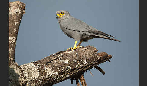 Graufalke (Falco ardosiaceus)