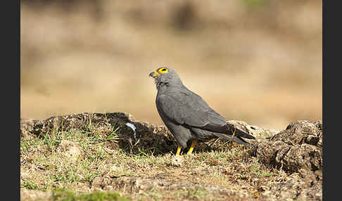 Graufalke (Falco ardosiaceus)