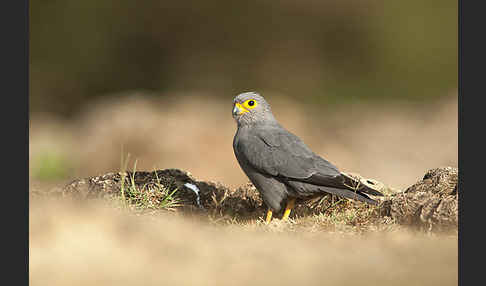 Graufalke (Falco ardosiaceus)