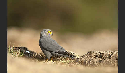 Graufalke (Falco ardosiaceus)