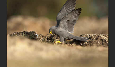 Graufalke (Falco ardosiaceus)