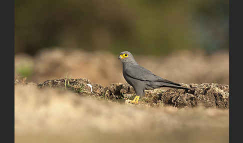 Graufalke (Falco ardosiaceus)