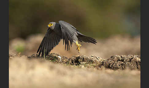 Graufalke (Falco ardosiaceus)