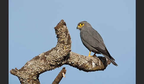 Graufalke (Falco ardosiaceus)