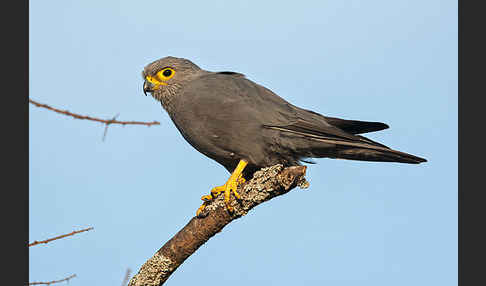 Graufalke (Falco ardosiaceus)