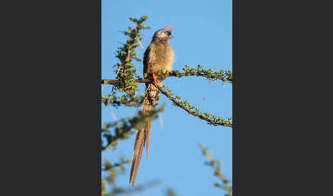 Braunflügel-Mausvogel (Colius striatus)