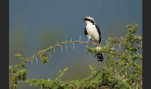 Graumantelwürger (Lanius excubitoroides)