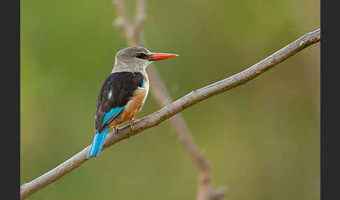 Graukopfliest (Halcyon leucocephala)