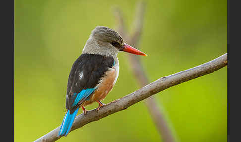 Graukopfliest (Halcyon leucocephala)