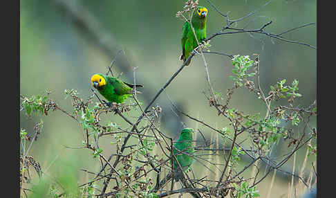 Schoapapagei (Poicephalus flavifrons)