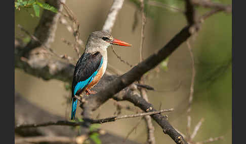 Graukopfliest (Halcyon leucocephala)