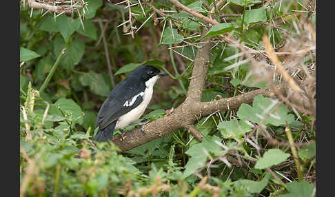 Boubouwürger (Laniarius aethiopicus)