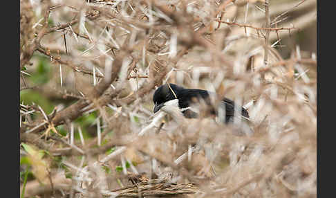 Boubouwürger (Laniarius aethiopicus)