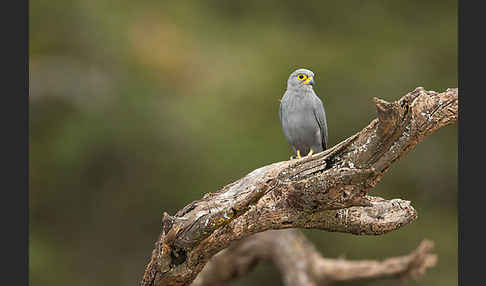 Graufalke (Falco ardosiaceus)