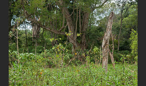 Echte Feige (Ficus carica)