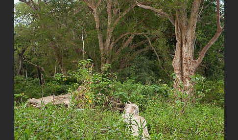 Echte Feige (Ficus carica)