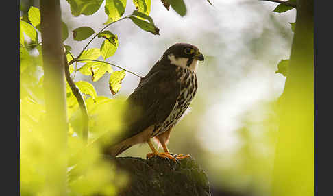 Baumfalke (Falco subbuteo)