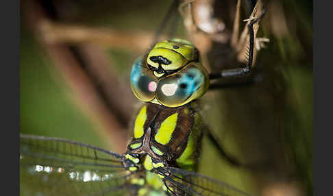 Blaugrüne Mosaikjungfer (Aeshna cyanea)