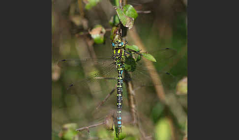 Blaugrüne Mosaikjungfer (Aeshna cyanea)