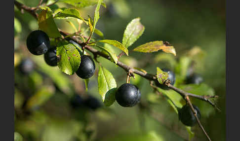 Schlehe (Prunus spinosa)