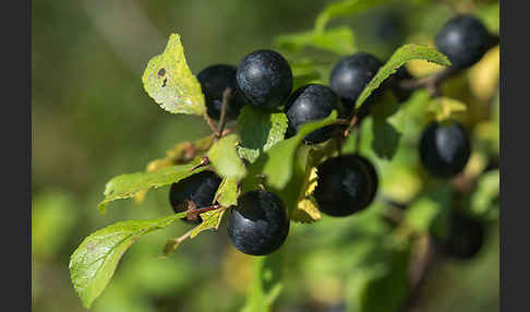 Schlehe (Prunus spinosa)