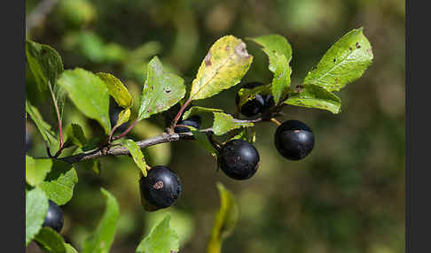 Schlehe (Prunus spinosa)