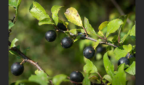 Schlehe (Prunus spinosa)