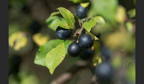 Schlehe (Prunus spinosa)