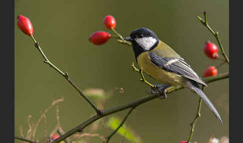 Kohlmeise (Parus major)