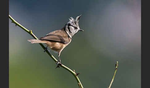 Haubenmeise (Parus cristatus)