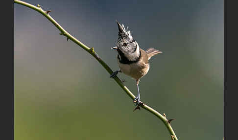 Haubenmeise (Parus cristatus)