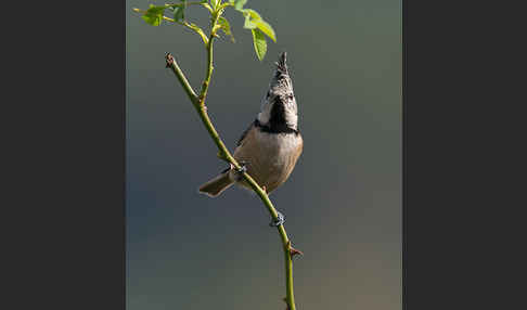 Haubenmeise (Parus cristatus)