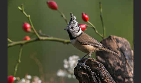 Haubenmeise (Parus cristatus)