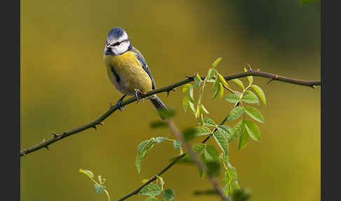 Blaumeise (Parus caeruleus)