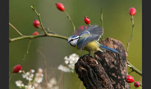 Blaumeise (Parus caeruleus)