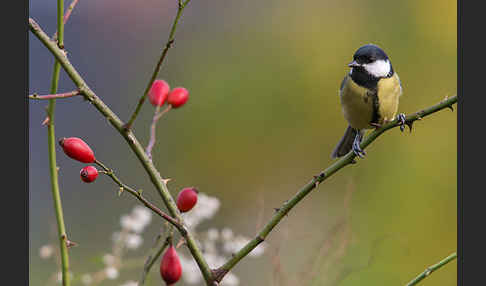 Kohlmeise (Parus major)