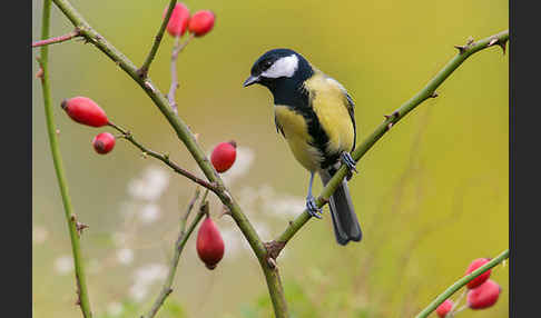 Kohlmeise (Parus major)