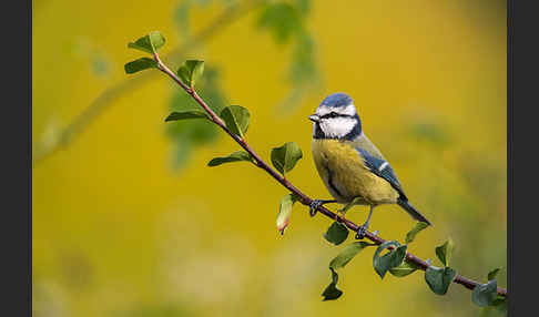 Blaumeise (Parus caeruleus)