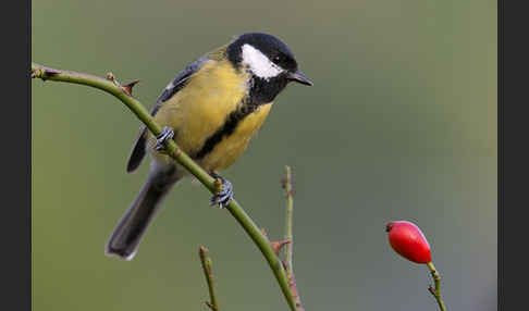 Kohlmeise (Parus major)