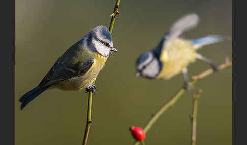 Blaumeise (Parus caeruleus)