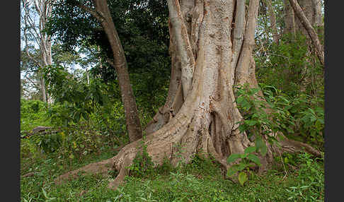 Echte Feige (Ficus carica)