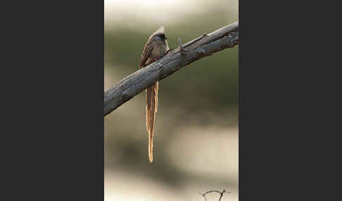 Braunflügel-Mausvogel (Colius striatus)