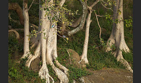 Echte Feige (Ficus carica)