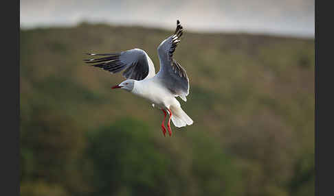 Graukopfmöwe (Chroicocephalus cirrocephalus)