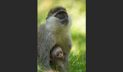 Grüne Meerkatze (Chlorocebus aethiops)