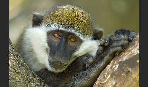 Grüne Meerkatze (Chlorocebus aethiops)